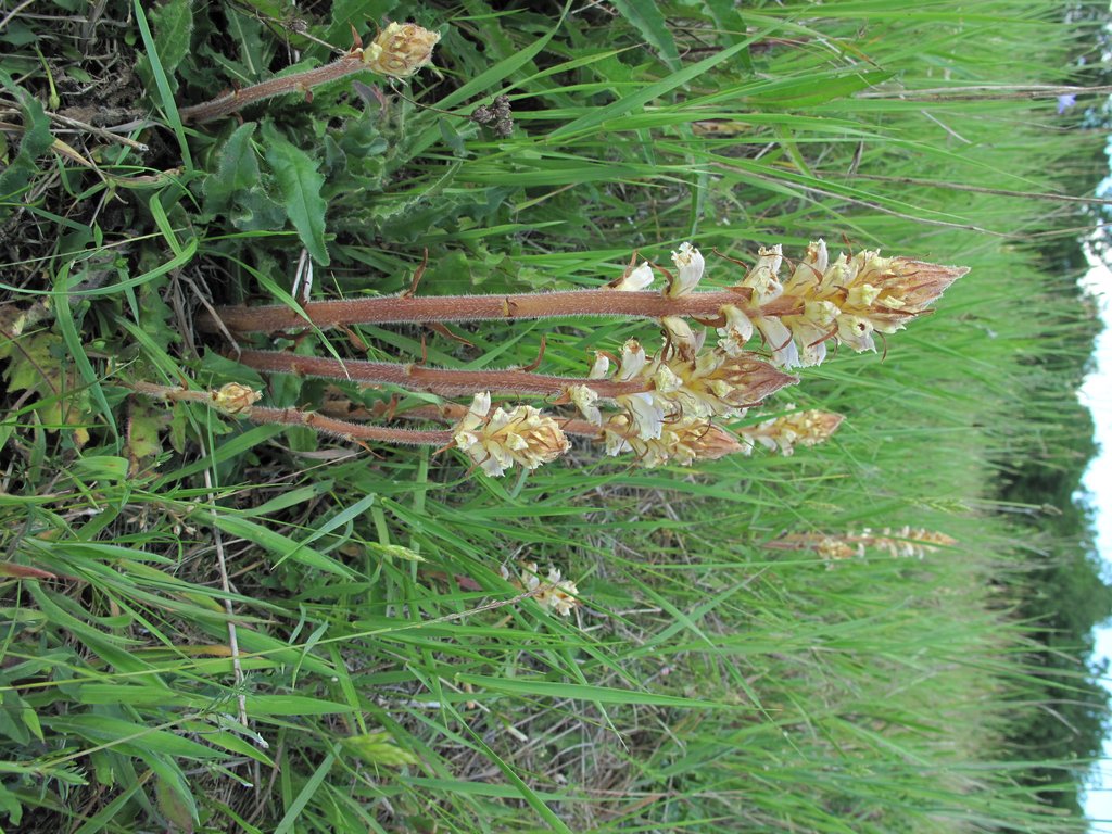 Orobanche picridis